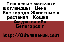 Плюшевые мальчики шотландцы › Цена ­ 500 - Все города Животные и растения » Кошки   . Амурская обл.,Белогорск г.